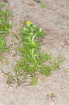 Pineapple weed <BR>Disc mayweed